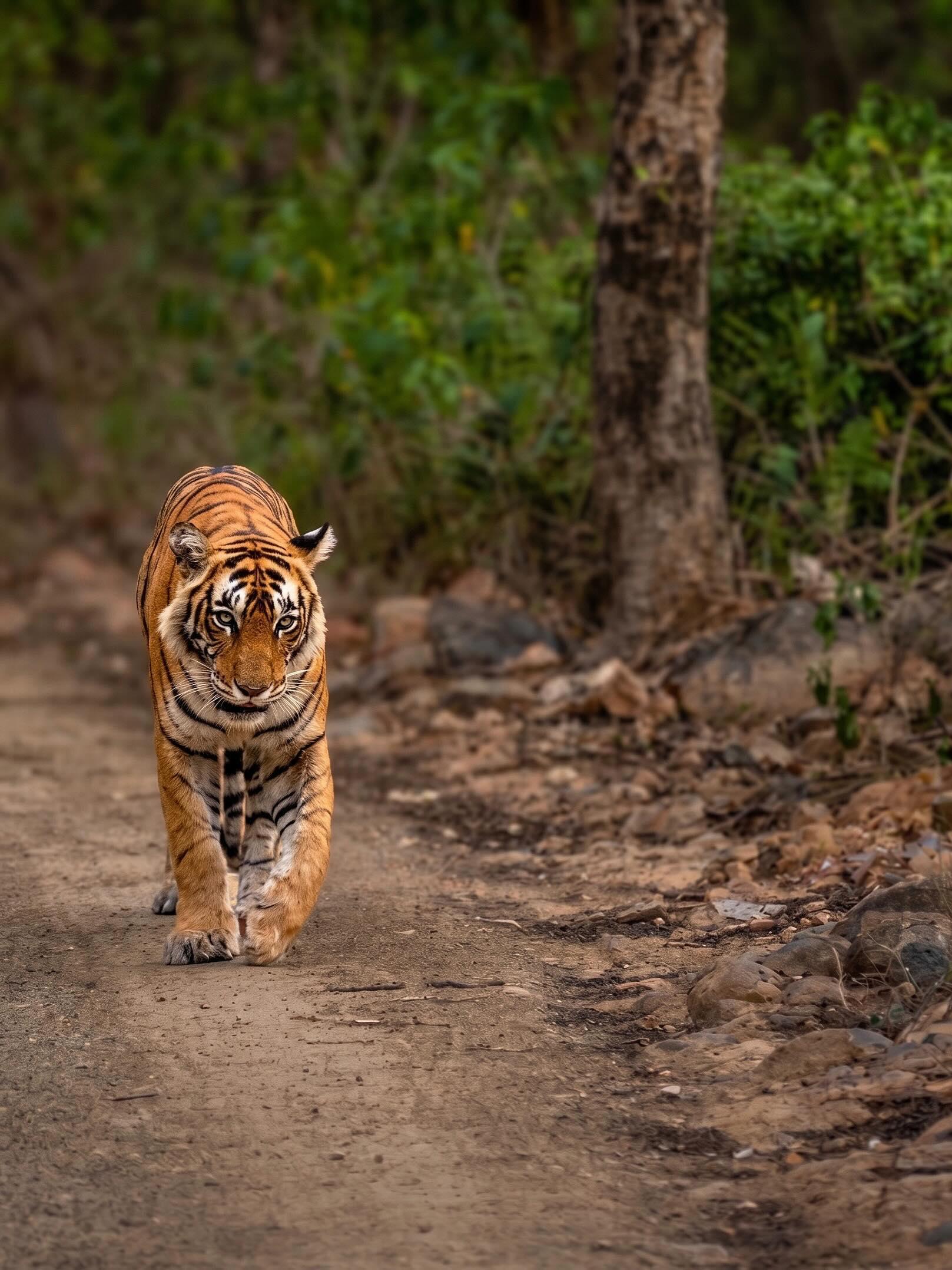 Bengal tiger walking on forest trail