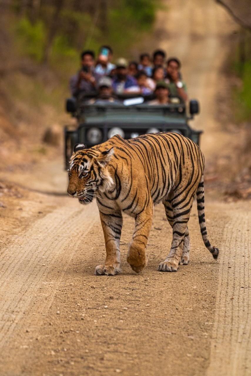 Tiger crossing road with safari jeep