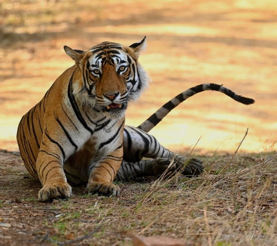 Tiger sitting by waterhole