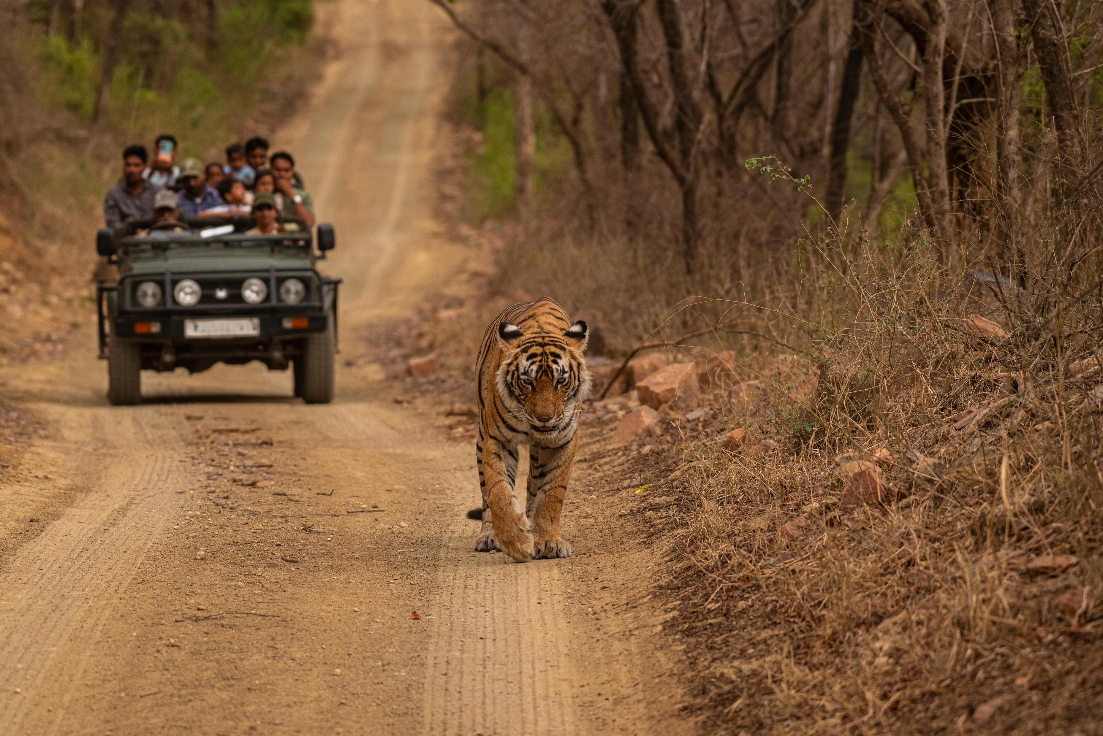 Bengal tiger walking on forest road at Indian national park — by Sajal Aryan