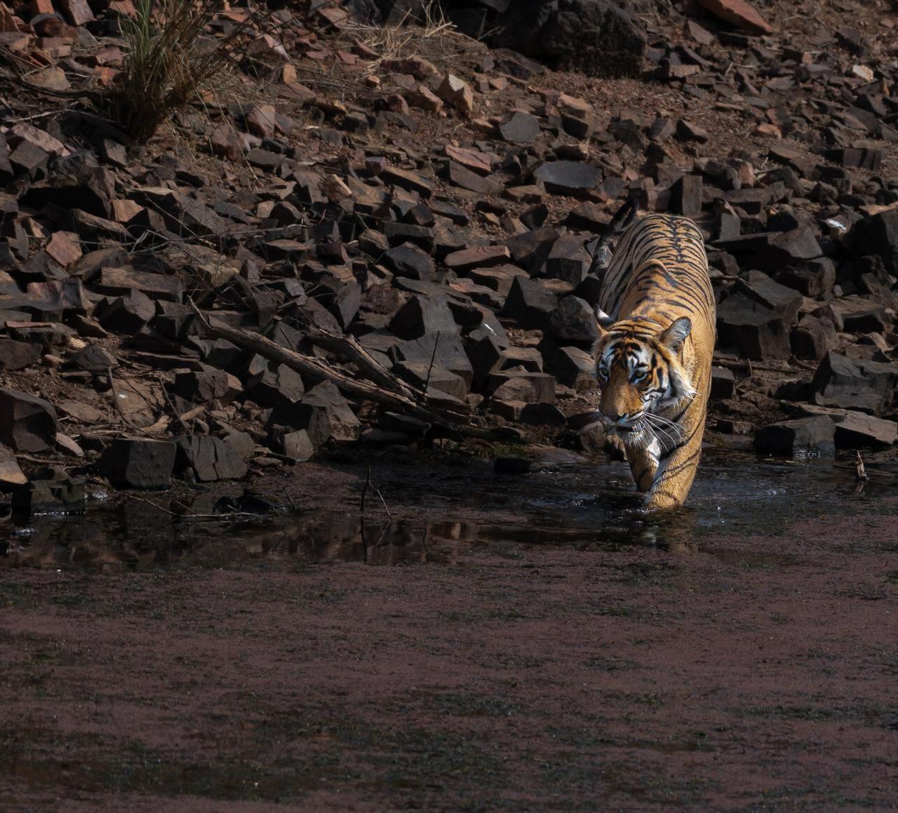 Tiger entering water at rocky shore