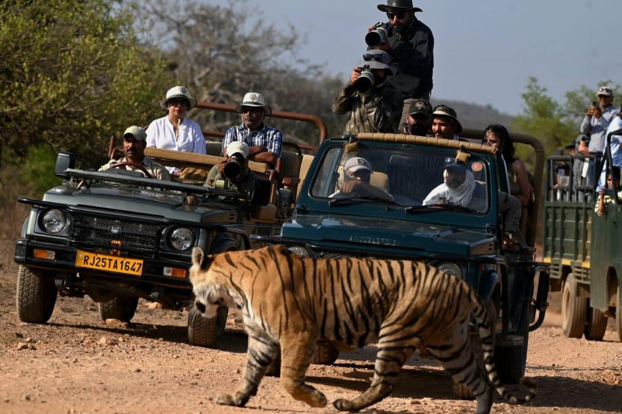 Tiger crossing road in front of safari jeeps at Ranthambore National Park — photograph by Sajal Aryan