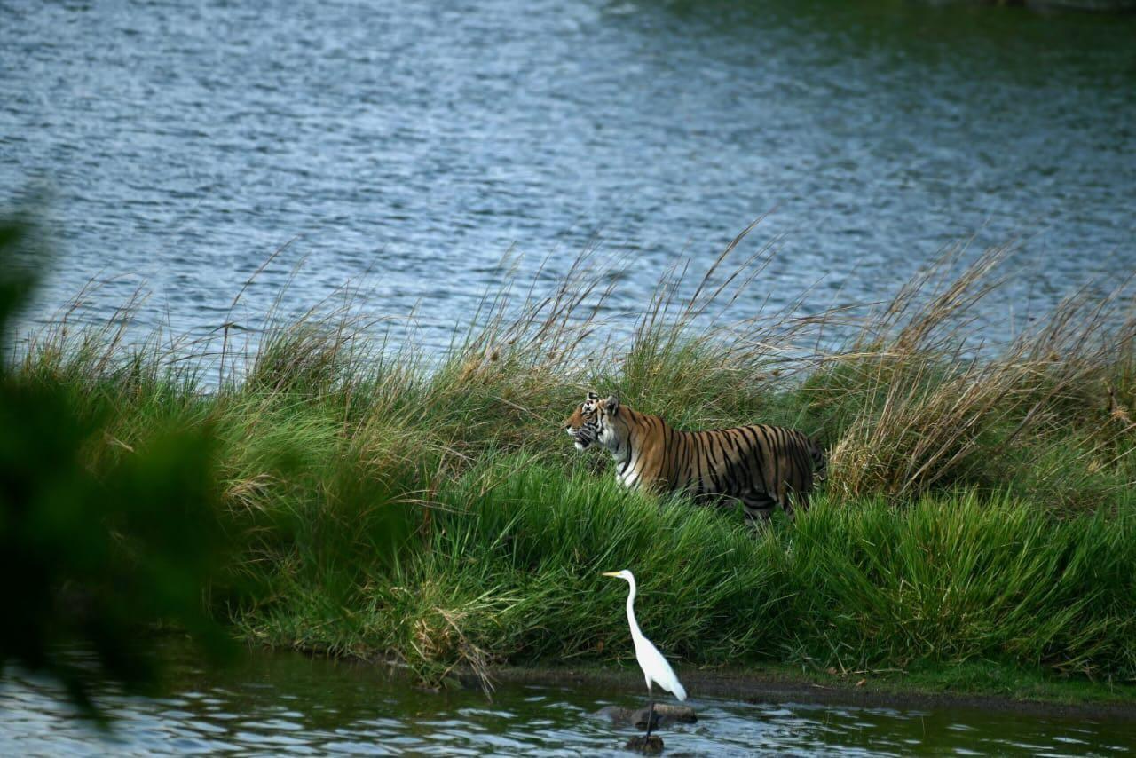 Tiger in tall grass near lake