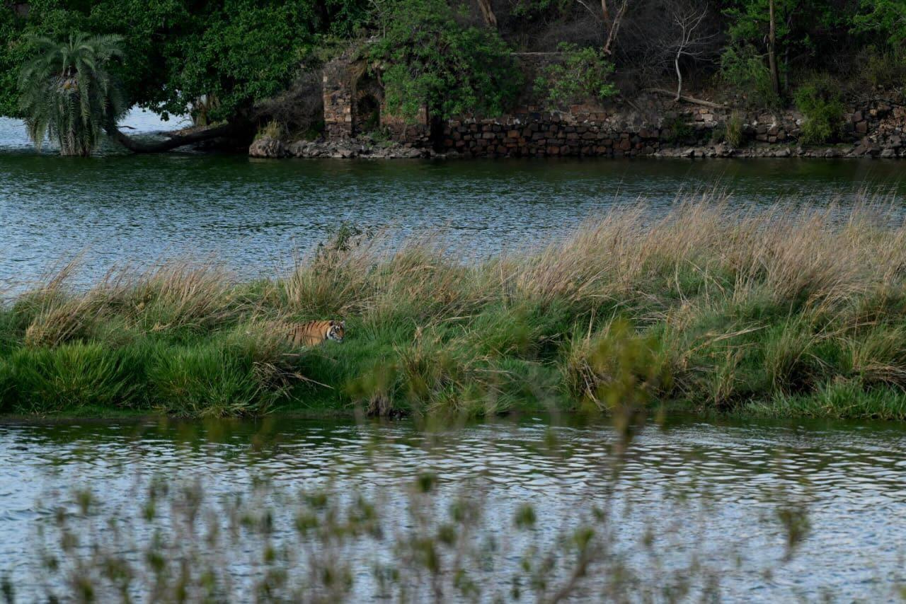 Ranthambore National Park — tiger near lake with fort ruins