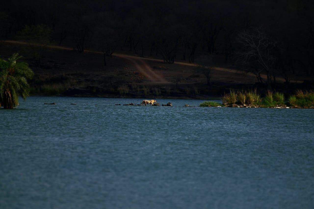 Ranthambore landscape