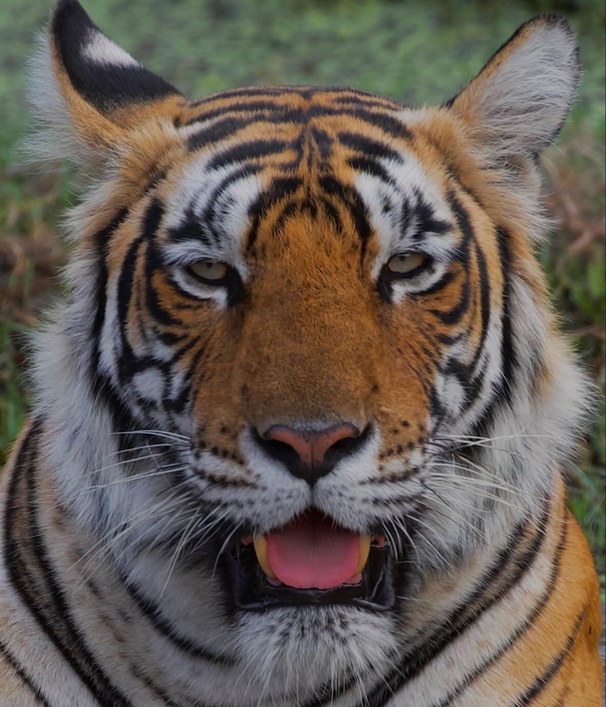 Bengal tiger face close-up portrait