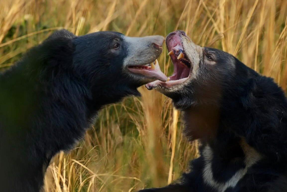 Two sloth bears fighting