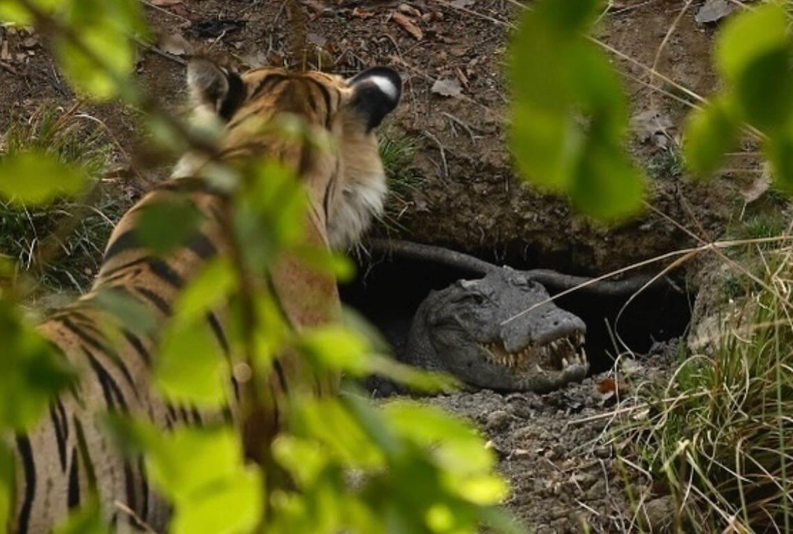 Tiger encountering crocodile