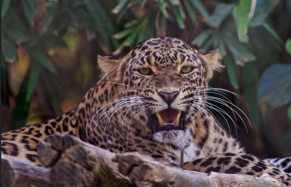 Indian leopard snarling on rocky perch