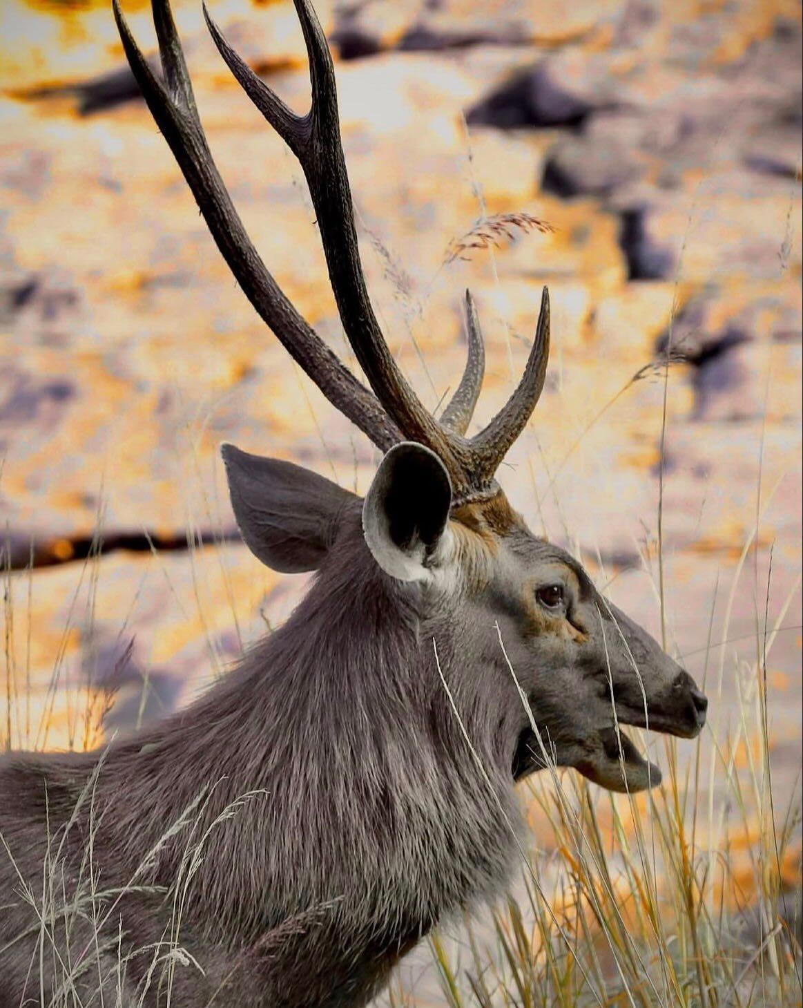 Sambar deer portrait with antlers at Ranthambore