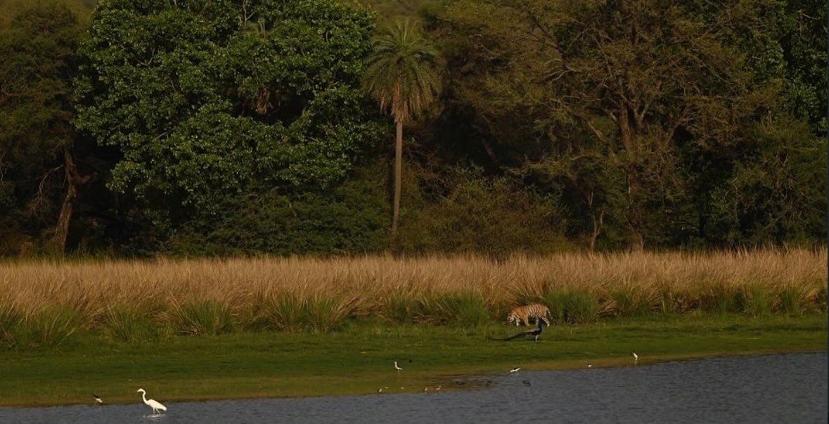 Tiger in golden light at Ranthambore — Sajal Aryan Blog
