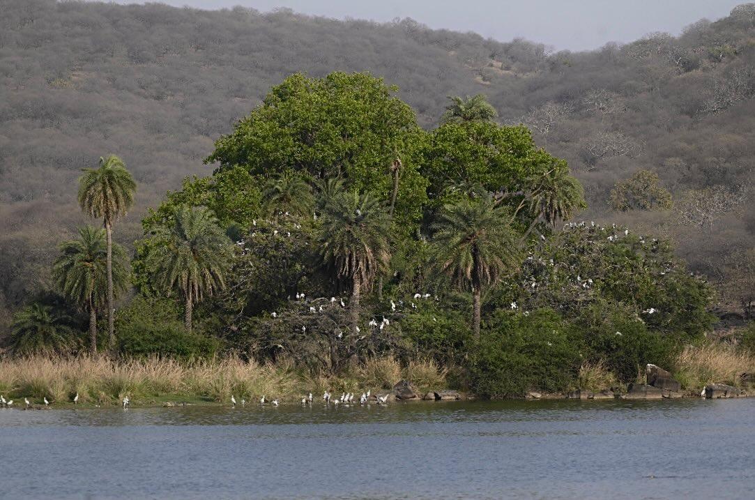 Flock of white egrets and avifauna at Ranthambore lake island
