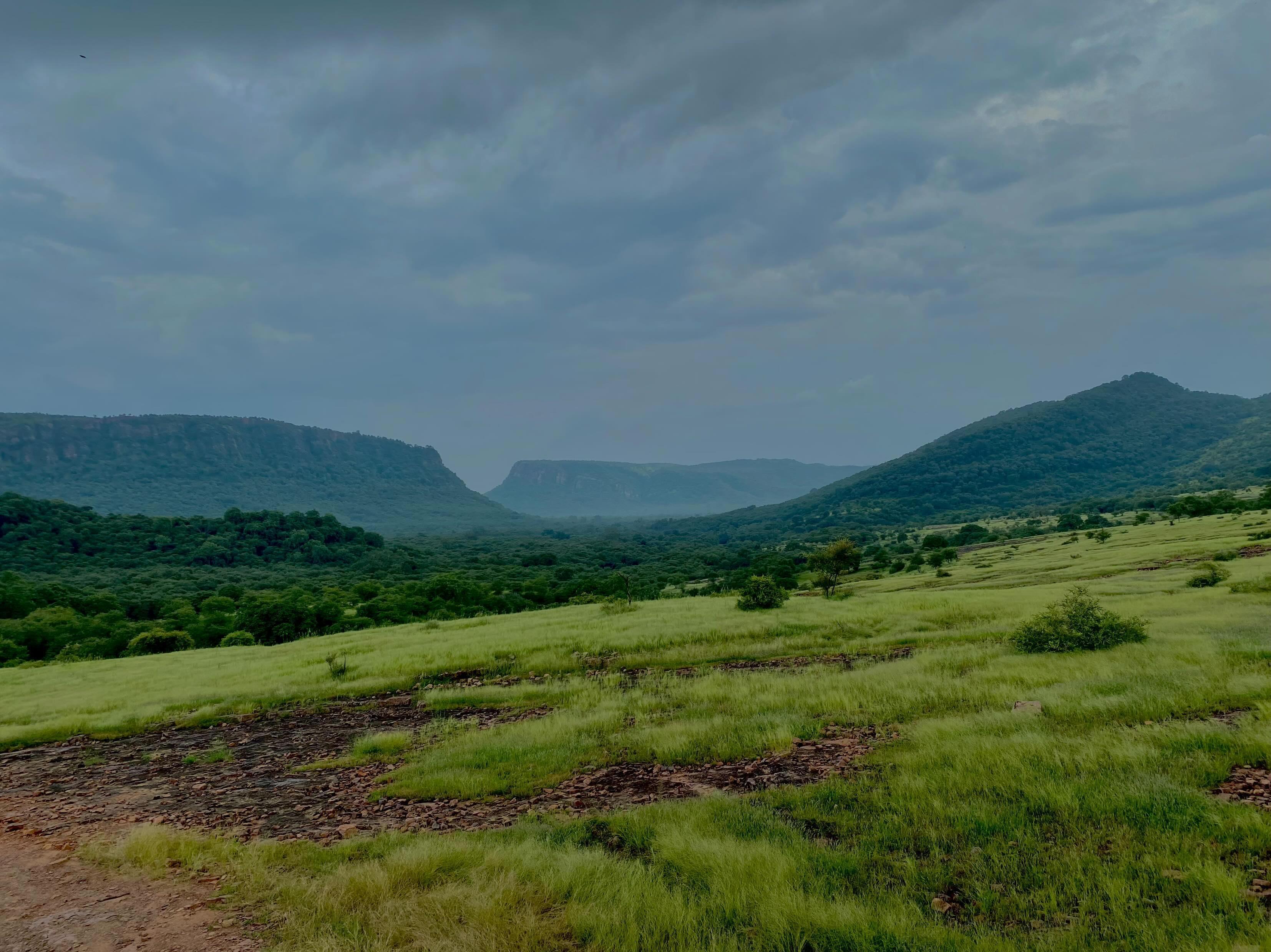 Lush green Ranthambore valley landscape under overcast sky