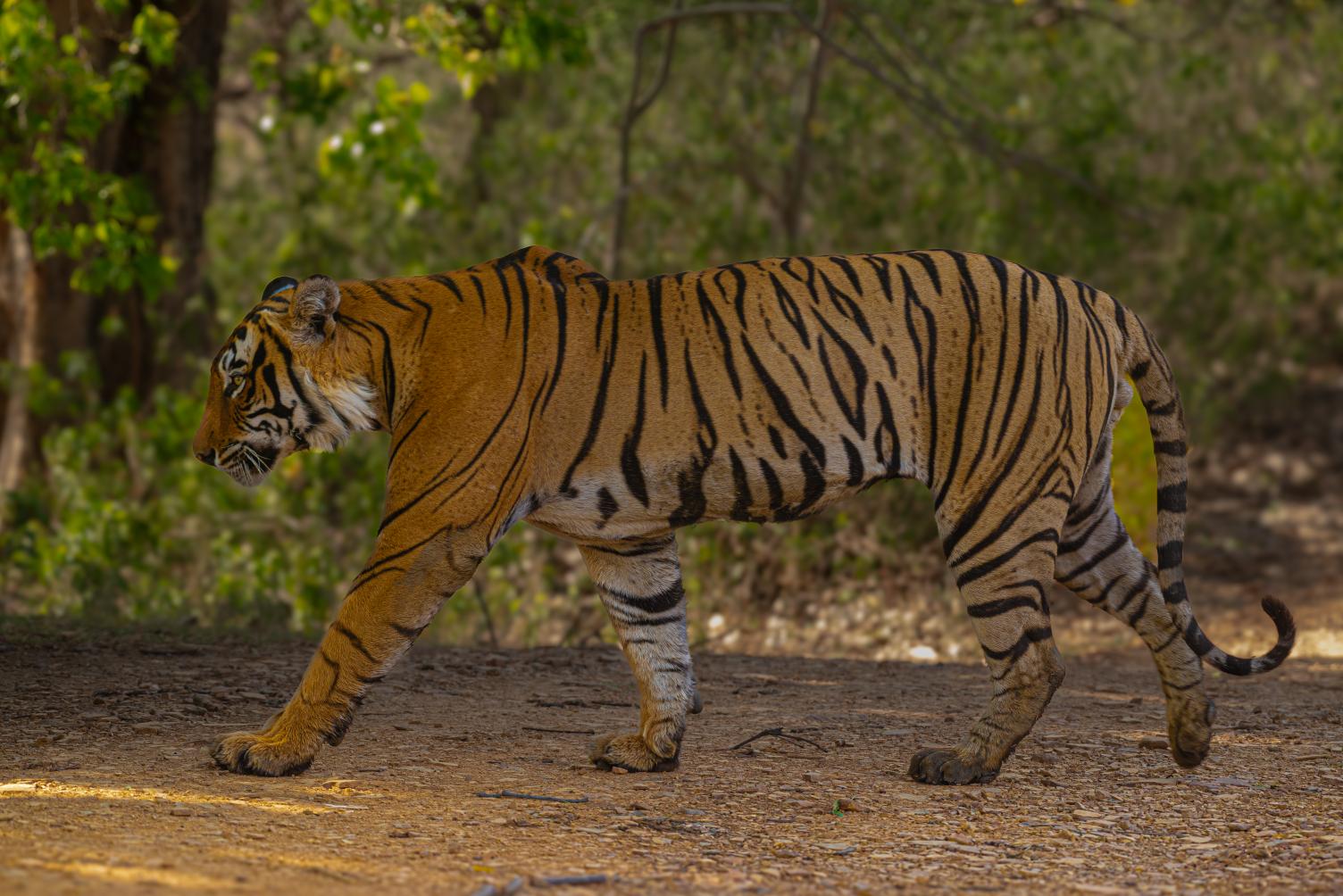 Bengal tiger walking on forest trail