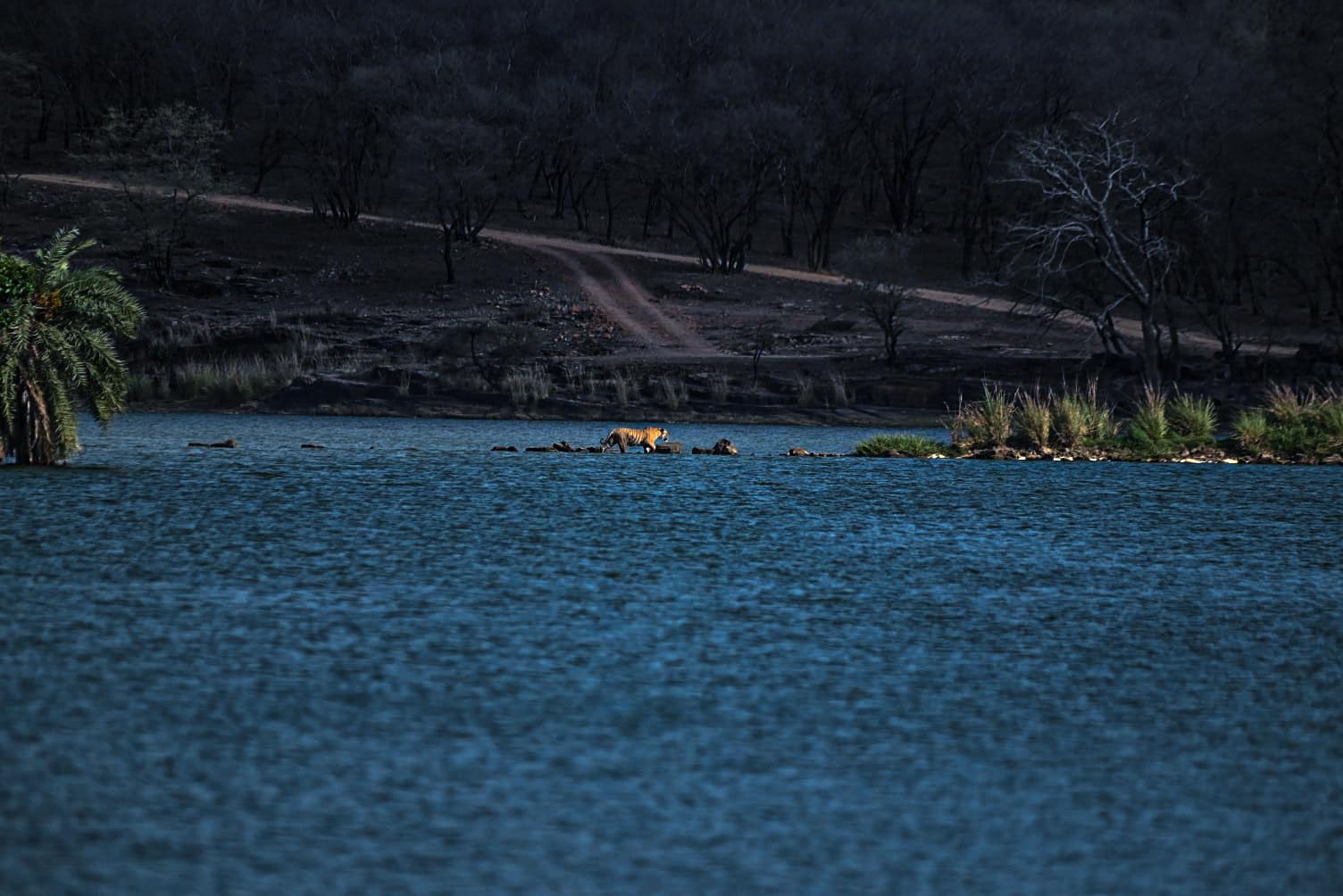 Bengal tiger walking along stone ridge in deep blue lake