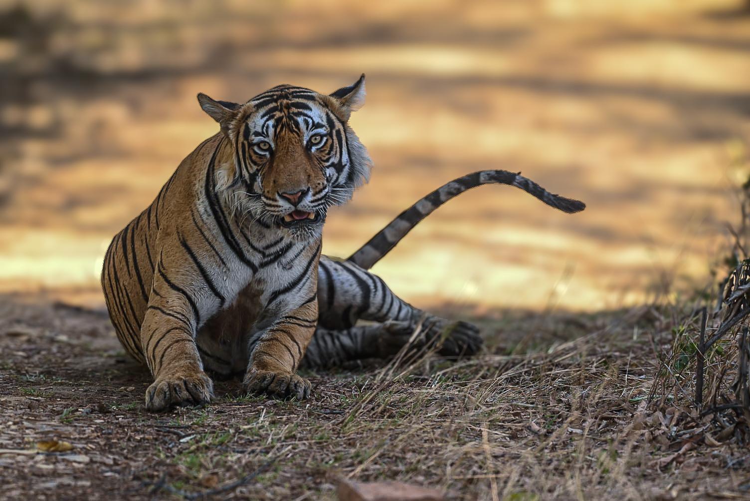 Customised Wildlife Photography Workshops