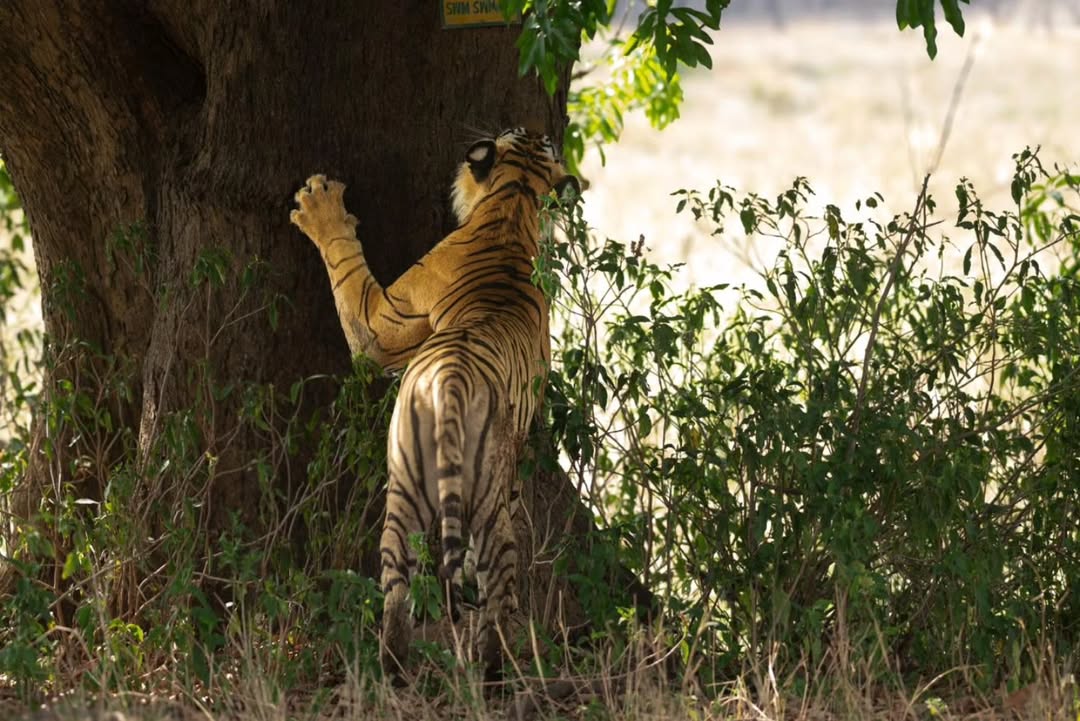 Tiger in tall grass near lake