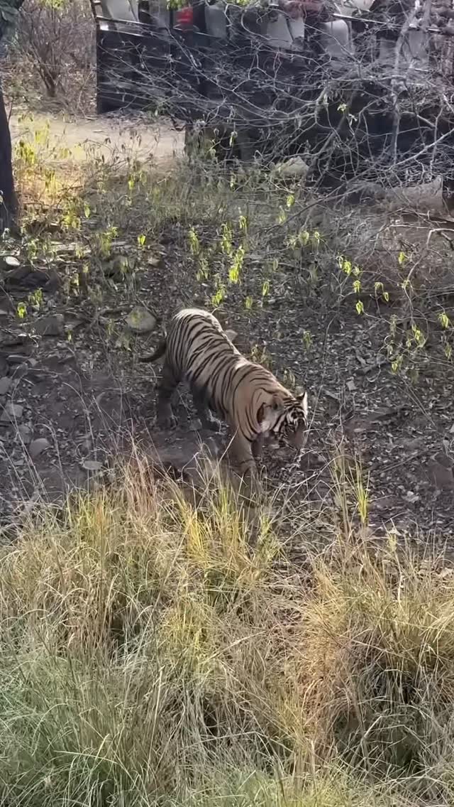 Tiger crossing road in front of safari jeeps at Ranthambore National Park — photograph by Sajal Aryan